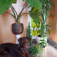 Hund sitzt vor Zimmerpflanzen